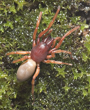Soil Bugs An Illustrated Guide To New Zealand Soil Invertebrates